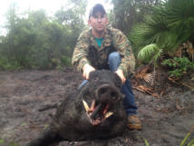 Trophy boar 300 plus pounds!