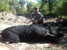 Trophy hog 300 plus pounder!